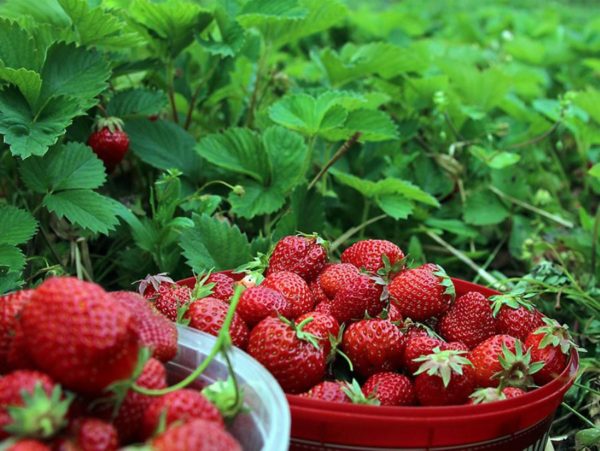  Fraises récoltées