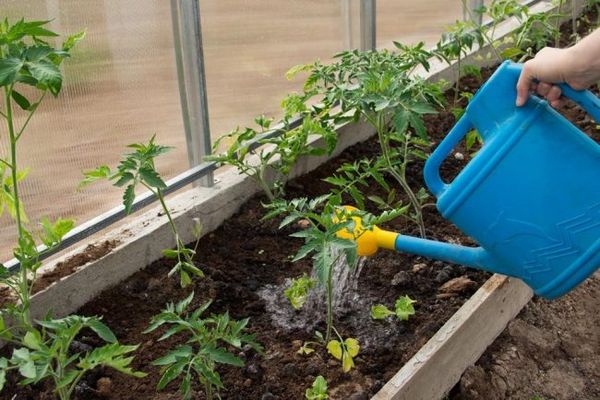  L'arrosage est fait pendant que la terre arable sèche.