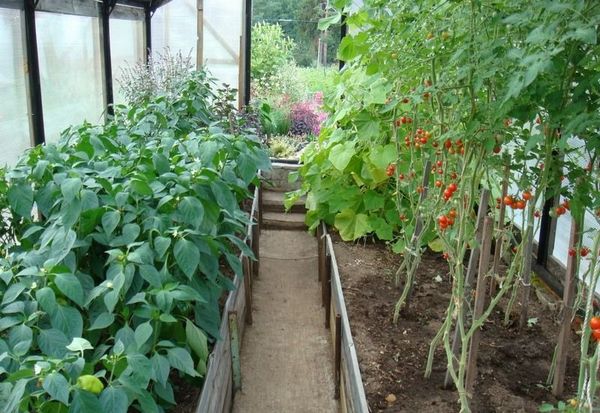  La tomate peut être cultivée avec du poivre dans une seule serre.