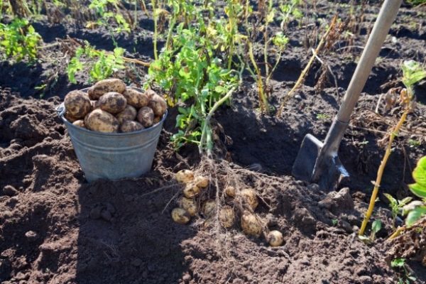  감자 하나가 아닌 두 번의 수확을하려면 구름이 많은 날씨에 일찍 수확을하고, 괴경을 뽑은 다음 두 번째로 감자 수풀을 심고 물로 구멍을 쏟아야합니다