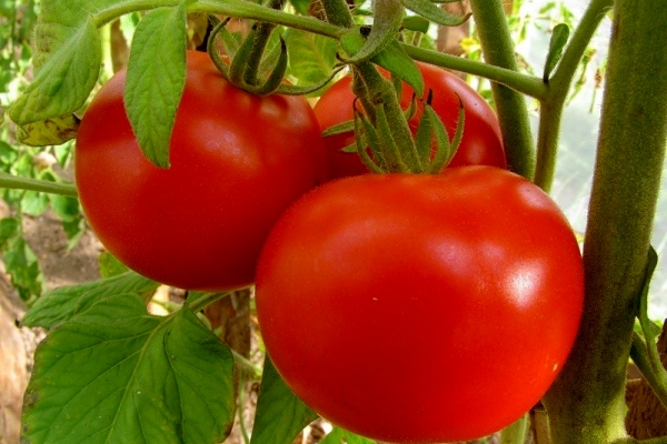  Variété de gène tomate: description et caractéristiques de la variété, plantation et soin