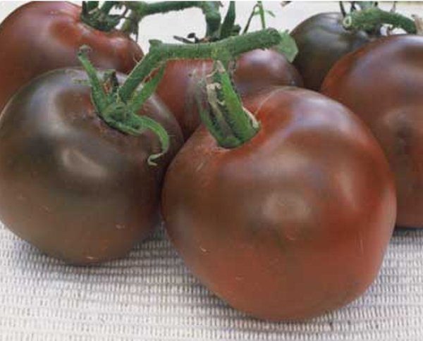  Variété de tomate Black Prince