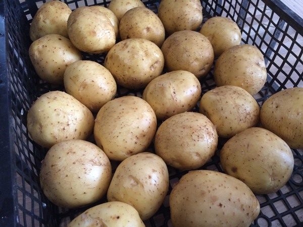  Lagern Sie Colombo-Kartoffeln in einem trockenen Keller mit guter Belüftung und einer Temperatur von +2 .. + 4 ° С