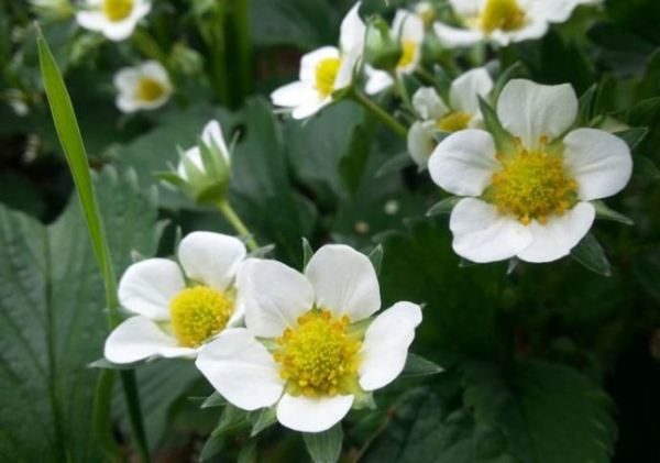  Blühende Erdbeeren Kama beginnt sehr früh