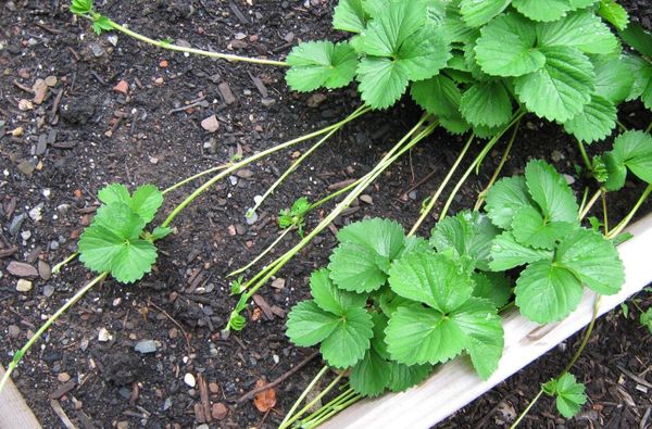  Baffi alla fragola di allevamento