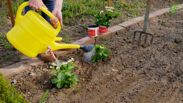  Il est nécessaire d'arroser la terre avant et après la plantation de fraises