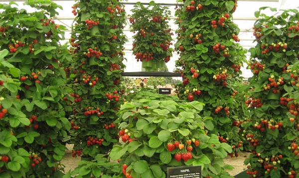  Къдрава ягоди