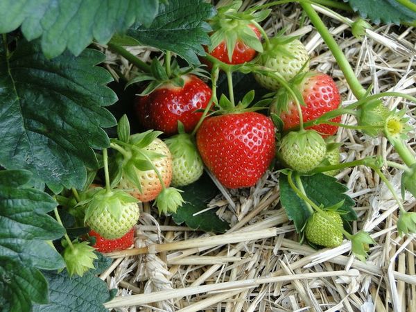  Victoria - variété de fraises à gros fruits