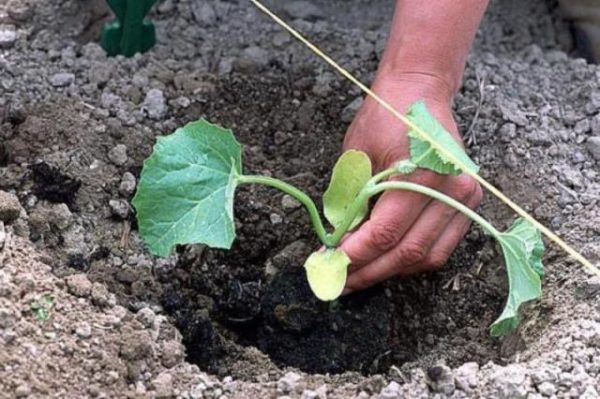  Pflanzen von Wassermelonensämlingen