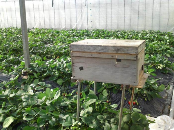  Wenn das Gewächshaus groß ist, können Sie es zu einem Bienenstock machen