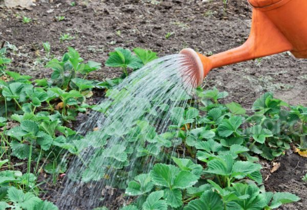  Pour l'arrosage des fraises Lambada, vous devez utiliser de l'eau dont la température n'est pas inférieure à 15 ° C