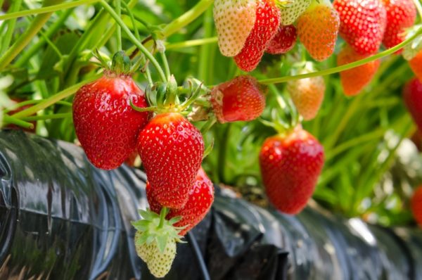  Fraises dans des sacs en plastique