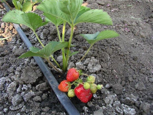  Morgenstunden gelten als die beste Zeit zum Gießen von Erdbeeren.