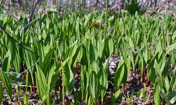  Both wild-growing and domesticated varieties of wild onions are beneficial to the body.