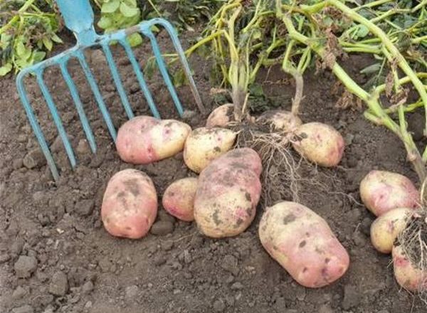  depth of planting potatoes