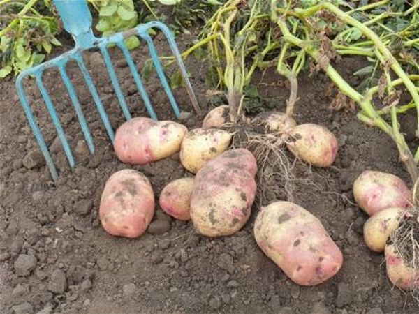  profondità di piantare patate