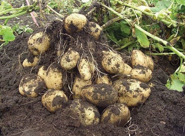 coltivazione di patate