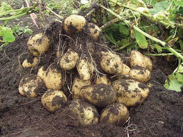  coltivazione di patate