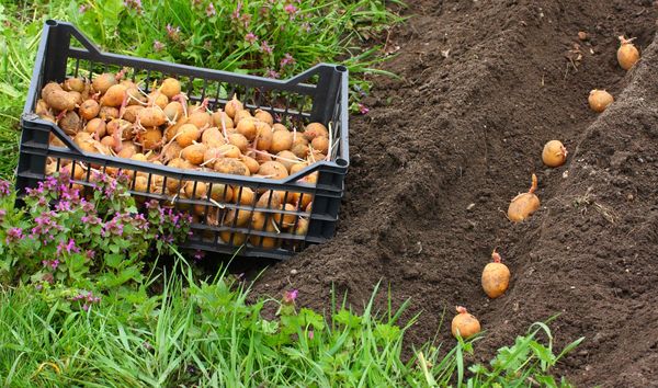  planting potatoes