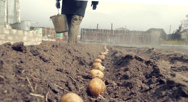  زراعة البطاطا