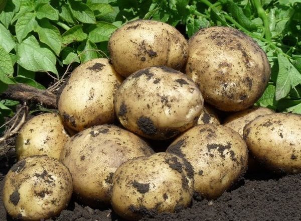  potato gala