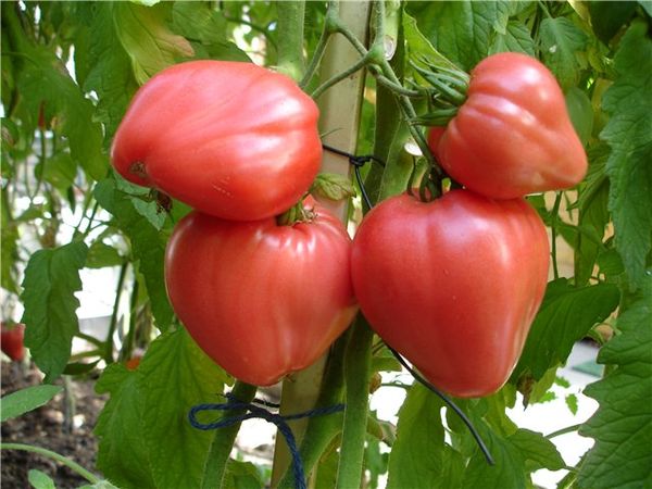  Tomaten Stier Herz