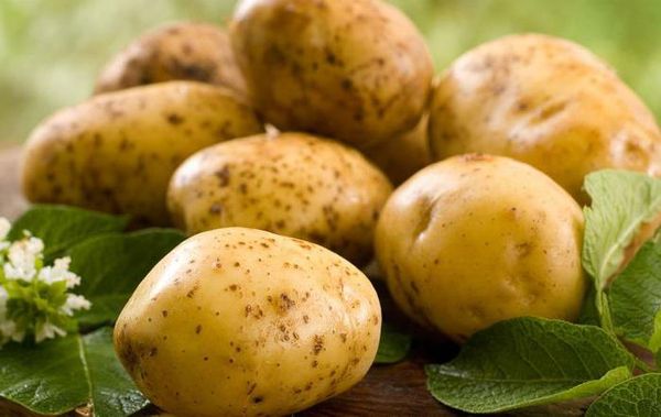  Variety potato Zekura