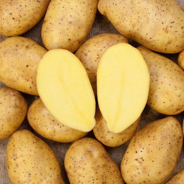  زاكورا مناسب تماماً لصنع البطاطس المهروسة.