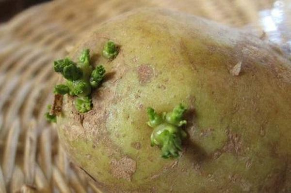  Om du ser gröna groddar på potatis - köp inte den för matlagning