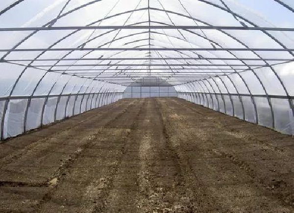  Der Anbau von Erdbeeren in Gewächshäusern im Winter kann mit Grasland erfolgen