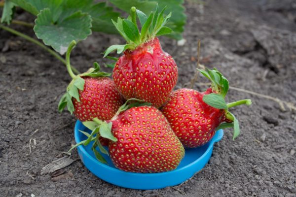  Große Beeren der Königin