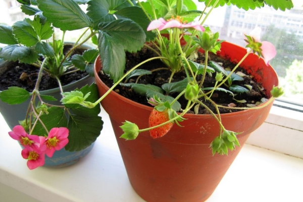  Erdbeeren auf dem Balkon: ist es möglich und wie man wächst, Pflegetipps