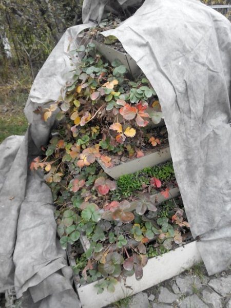  Wenn die vertikalen Beete von Erdbeeren nicht hoch sind, können Sie eine spezielle Schutzstruktur für den Winter aus Holzlatten, Sackleinen, Dachpappe, Lutrasil oder Agryl bilden