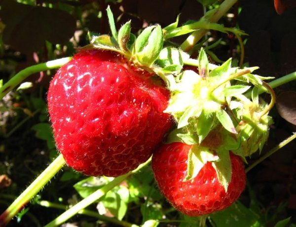  Strawberry Zeng Zengana - süße Beere ohne Säure