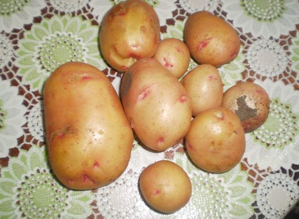  Variedade de batatas Zhukovsky
