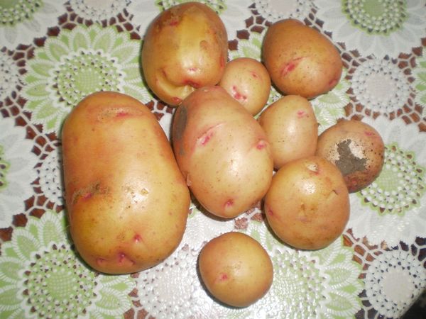  Çeşitli patates Zhukovsky