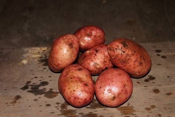  Zhuravinka potato variety