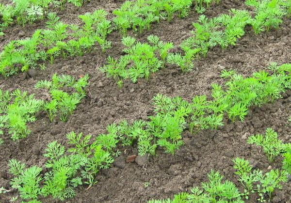  Tire des carottes