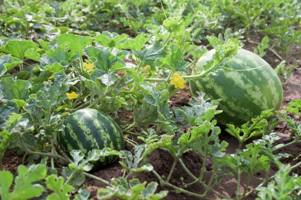  Se e come pizzicare i cocomeri: lo schema e le regole