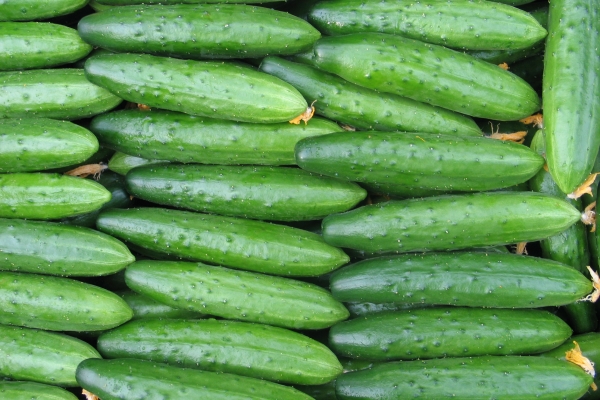  Le concombre est-il une baie, un fruit ou un légume? Utiliser et nuire, application