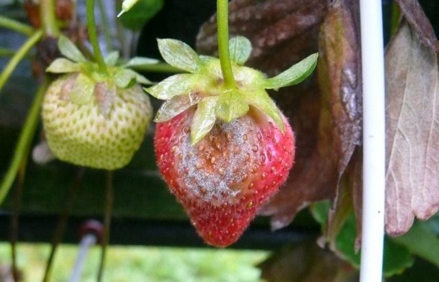  malattia della fragola