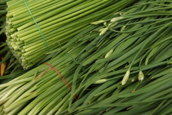  Ail de Chine: description et variétés, plantation et soin