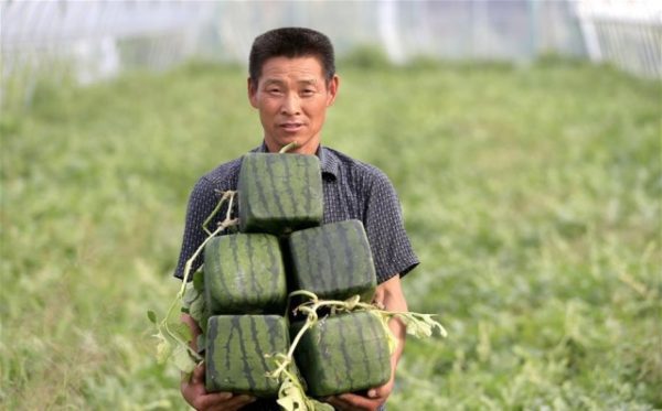  Quadratische Wassermelonen ernten