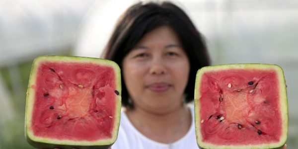  Quadratische Wassermelone im Schnitt