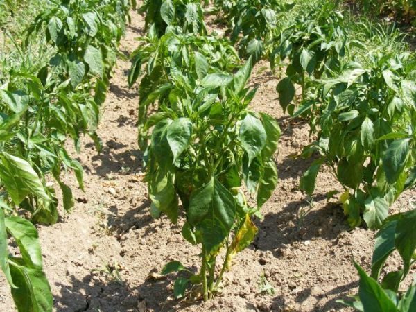  Planter des poivrons deux ou trois pièces par puits est un excellent moyen de faire pousser une riche récolte de fruits, en particulier dans les climats chauds.