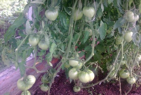  En moyenne, dans un buisson, vous pouvez collecter environ 6 kg de tomates Budenovka