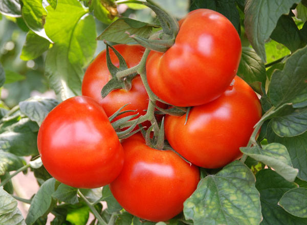  Tomate Andromède