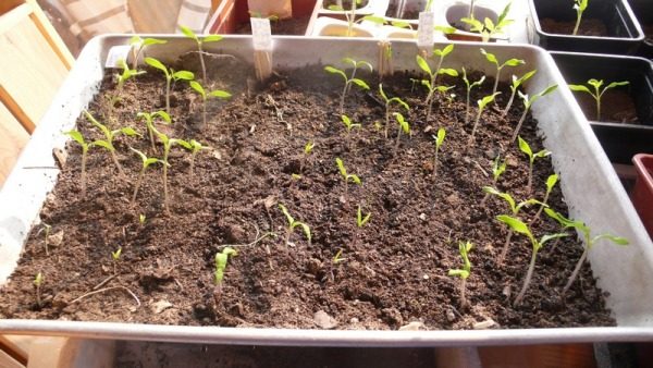  Pousses de tomates miel rose