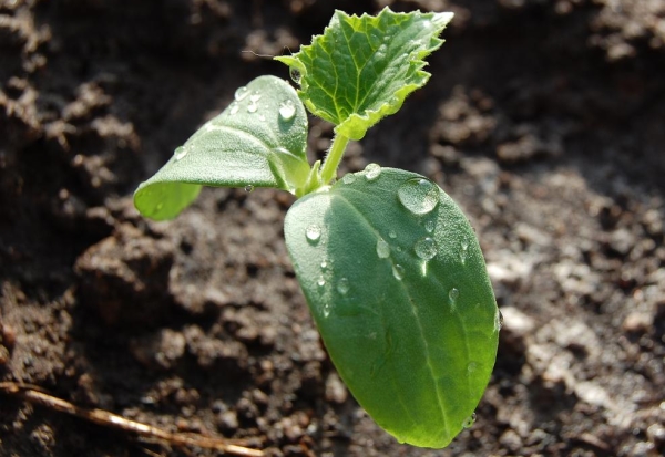  Après que les plants forment 2 feuilles, éclaircir