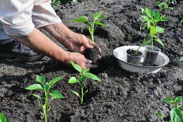  Lors de la plantation de plants de poivron sur un lieu permanent, attendre la fin du gel